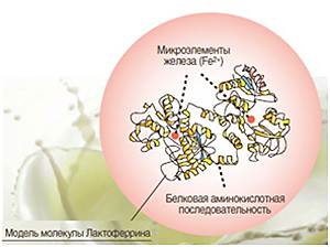 Белорусско-российский лактоферрин "пропишут" младенцам и спортсменам